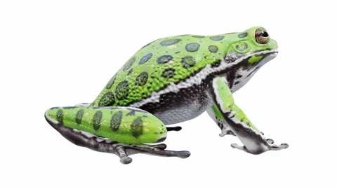 3d animation of Barking Tree Frog Stock Footage 241260764