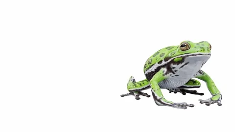 3d animation of Barking Tree Frog Stock Footage 241260783