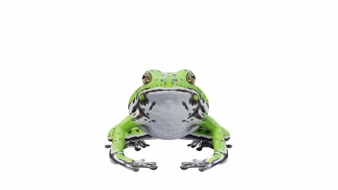 3d animation of Barking Tree Frog Stock Footage 241260787