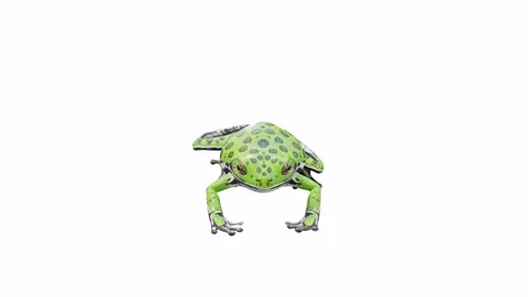 3d animation of Barking Tree Frog Stock Footage 241260794