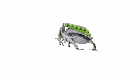 3d animation of Barking Tree Frog Stock Footage 241260805