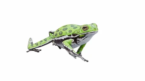 3d animation of Barking Tree Frog Stock Footage 241260808