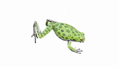 3d animation of Barking Tree Frog Stock Footage 241260811