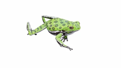 3d animation of Barking Tree Frog Stock Footage 241260817