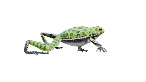 3d animation of Barking Tree Frog Stock Footage 241260827