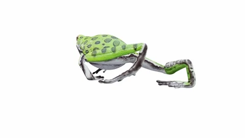 3d animation of Barking Tree Frog Stock Footage 241260828