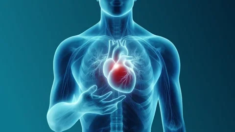 3D Animation of Beating Heart Stock Footage 317142767