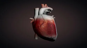 3D animation of a beating human heart | Stock Video | Pond5