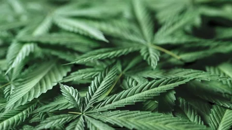 3d animation of big pile of overlapping marijuana leaves, showcasing selective Video stock 308506211