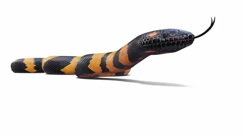 3d animation of Bismarck Ringed Python Stock Footage 241259840