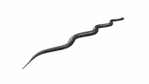 3d animation of Black Rat Snake Stock Footage 241259854