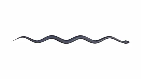 3d animation of Black Rat Snake Stock Footage 241259855