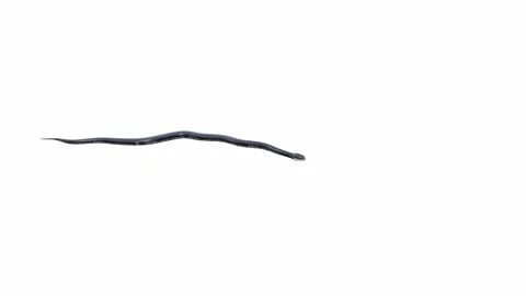 3d animation of Black Rat Snake Stock Footage 241259870
