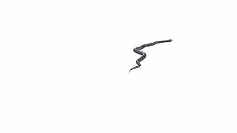 3d animation of Black Rat Snake Stock Footage 241259878