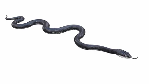 3d animation of Black Rat Snake Stock Footage 241259889