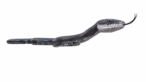 3d animation of Black Rat Snake Stock Footage 241259894