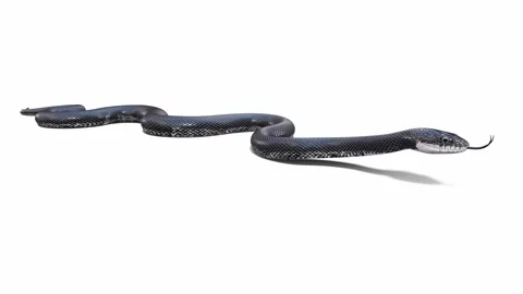 3d animation of Black Rat Snake Stock Footage 241259909