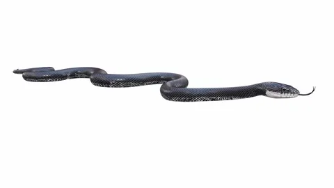 3d animation of Black Rat Snake Stock Footage 241259912