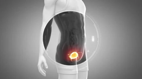 3D animation of  BLADDER anatomy in loop Video stock 51475544