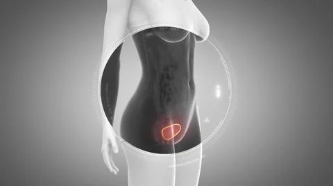 3D animation of  BLADDER anatomy in loop Stock Footage 51476174