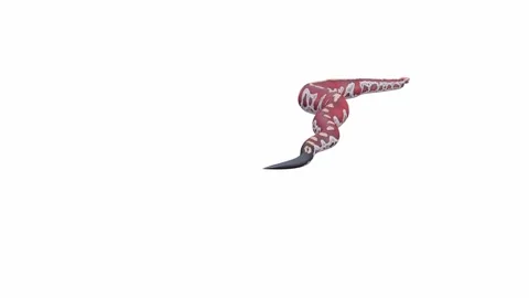 3d animation of Blood Python Stock Footage 241254860