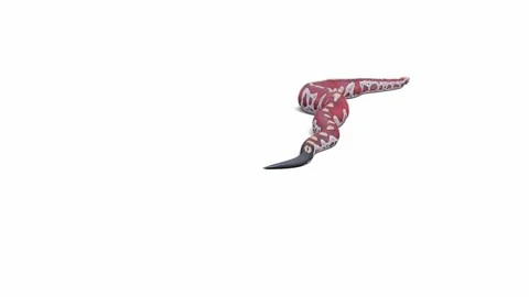 3d animation of Blood Python Stock Footage 241254861