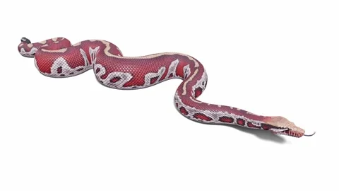 3d animation of Blood Python Stock Footage 241254876