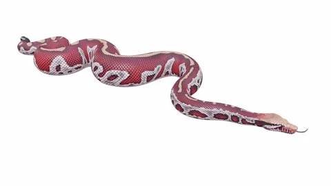 3d animation of Blood Python Stock Footage 241254877
