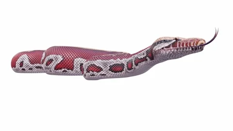 3d animation of Blood Python Stock Footage 241254878