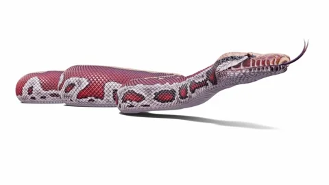 3d animation of Blood Python Stock Footage 241254895