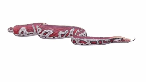 3d animation of Blood Python Stock Footage 241254898