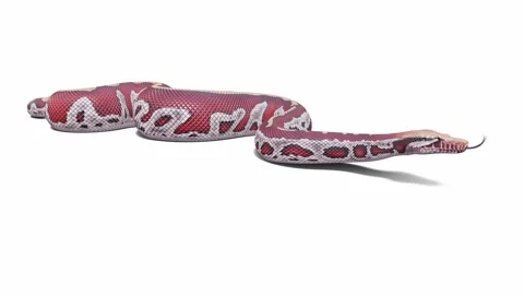 3d animation of Blood Python Stock Footage 241254899