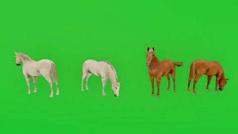 3D Animation brown and white horse on green screen chroma key Isolated visual ef Видео 172396536