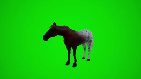 3D animation of a brown horse in the fields from three corners of the green Video stock 251421860