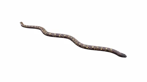 3d animation of Calabar Python Stock Footage 241259916