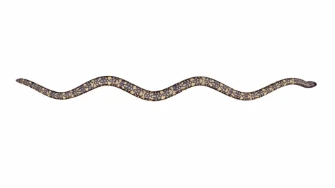 3d animation of Calabar Python Stock Footage 241259931