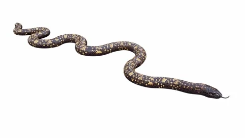 3d animation of Calabar Python Stock Footage 241259980