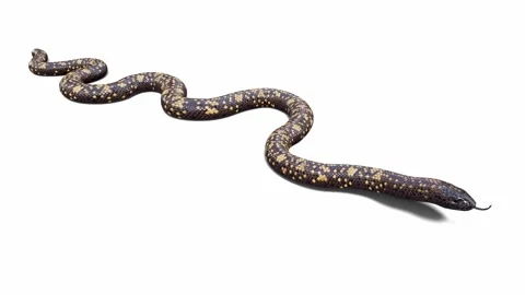 3d animation of Calabar Python Stock Footage 241259990