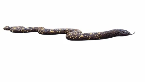 3d animation of Calabar Python Stock Footage 241260001