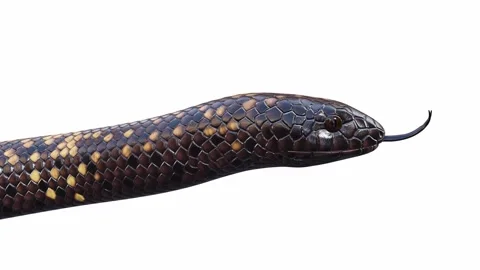 3d animation of Calabar Python Stock Footage 241260006