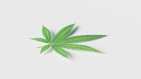 3d animation of camera orbit around marijuana leaf isolated on white, 4k video Video stock 308506250