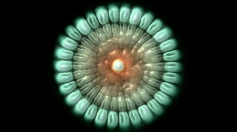 3d animation of cells.Bacteria,algae,cells,drugs,egg, Stock Footage 790433