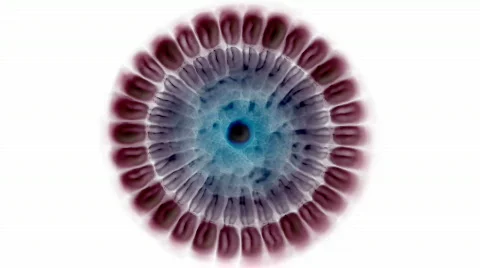 3d animation of cells.Bacteria,algae,cells,drugs,egg, Stock Footage