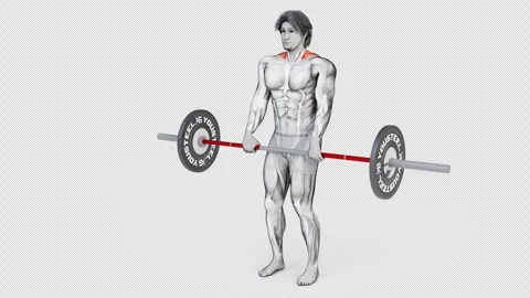 3D animation of a character exercising Barbell back wide shrug fitness Stock Footage 248813110