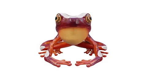 3d animation of Clown Tree Frog Stock Footage 241260845