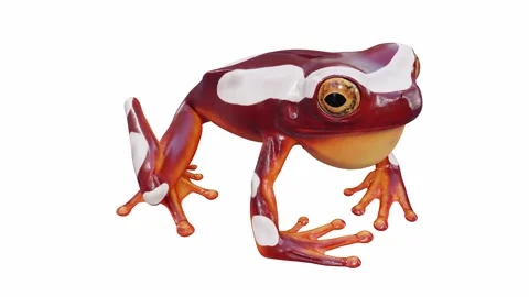 3d animation of Clown Tree Frog Stock Footage 241260850