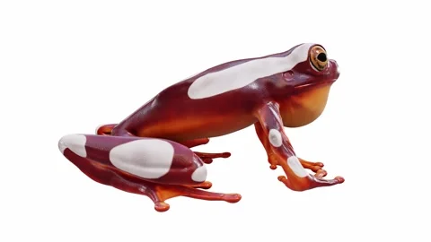 3d animation of Clown Tree Frog Stock Footage 241260851