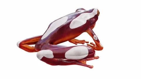 3d animation of Clown Tree Frog Stock Footage 241260860