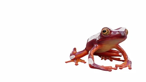 3d animation of Clown Tree Frog Stock Footage 241260881