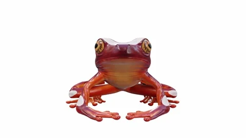 3d animation of Clown Tree Frog Stock Footage 241260888